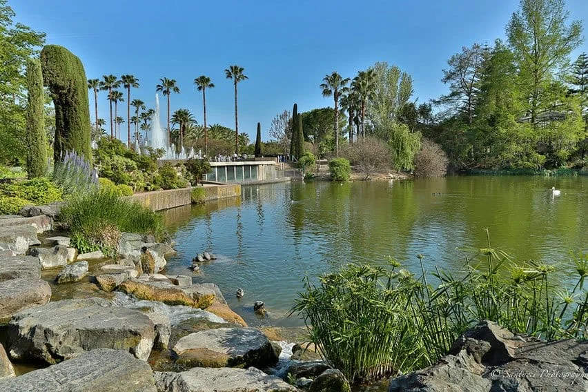Pac phoenix