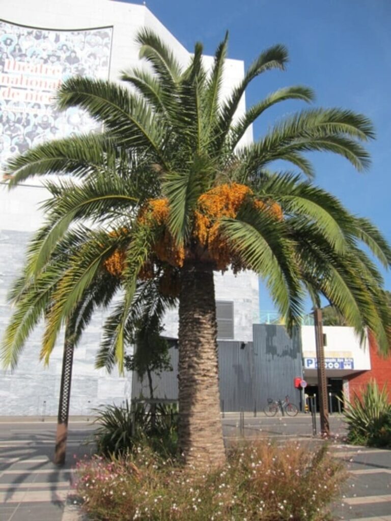 Palmier sur la cote d azur