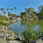 Pac phoenix