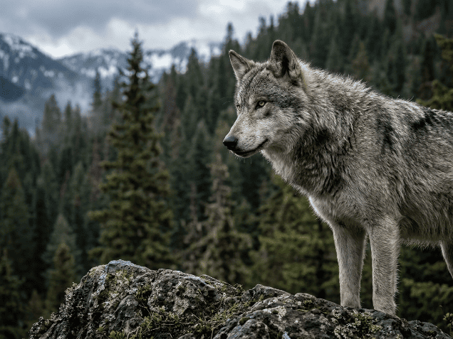 Loup majestueux